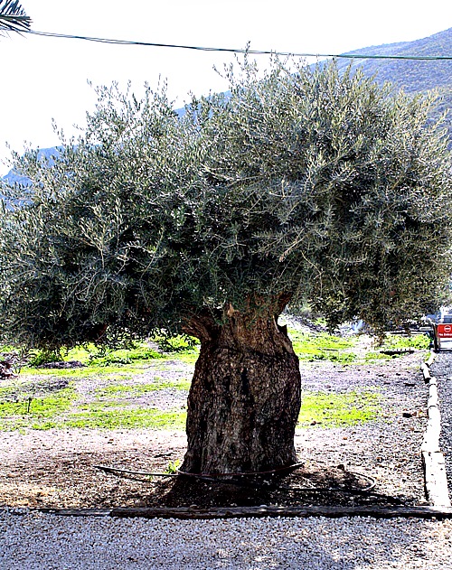 olive tree magdala